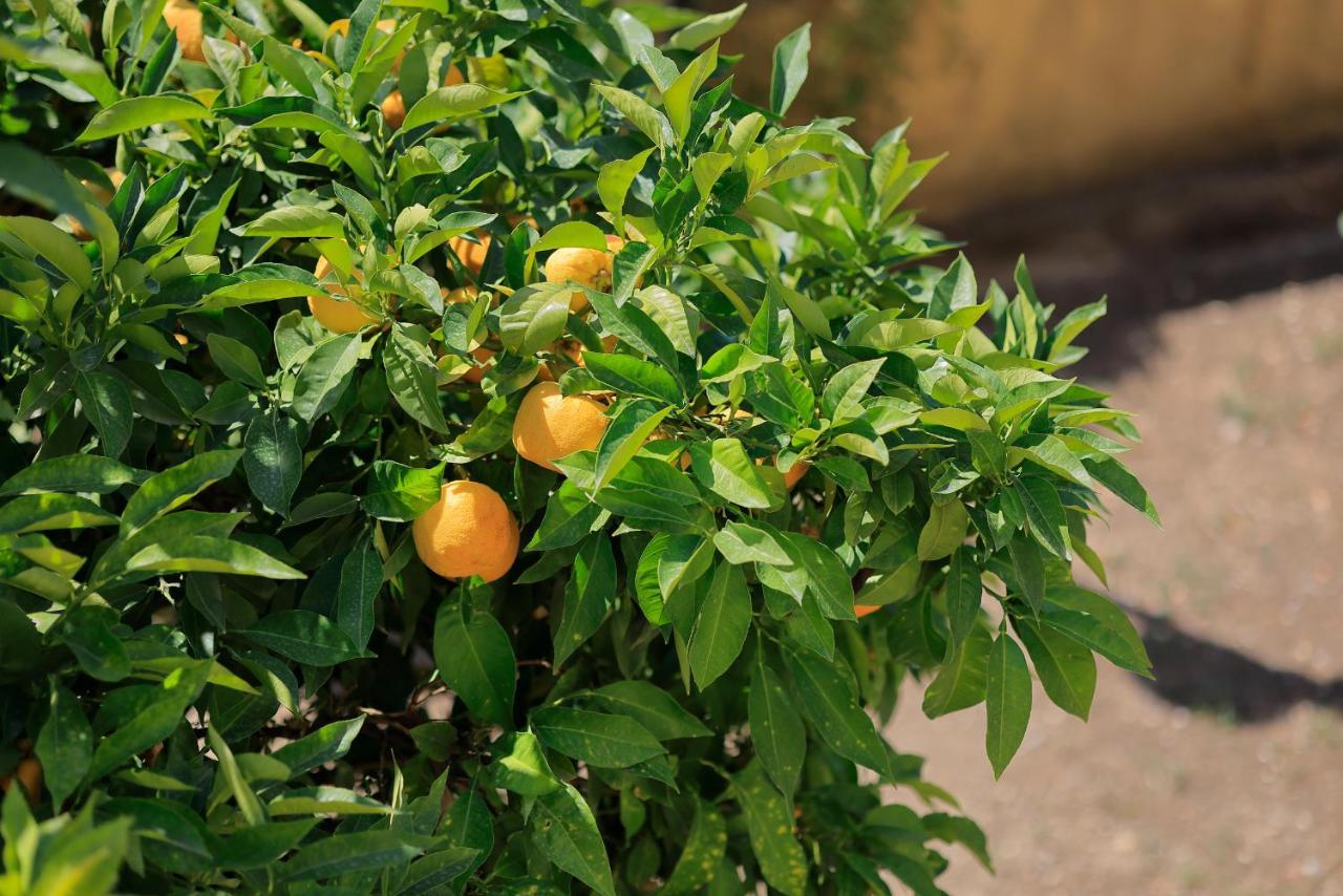 Guarnaschelli